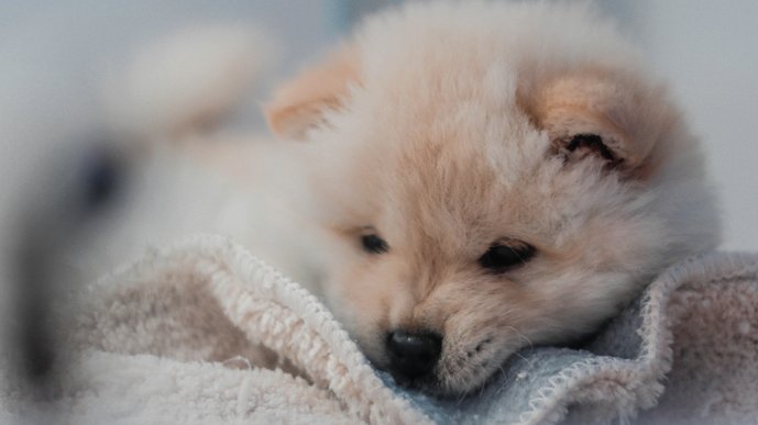 海港国安出战亚冠精英赛申花征战二级联赛