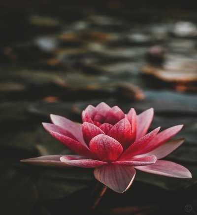 西蒙尼晒与儿子朱利亚诺温馨合影：最暖瞬间